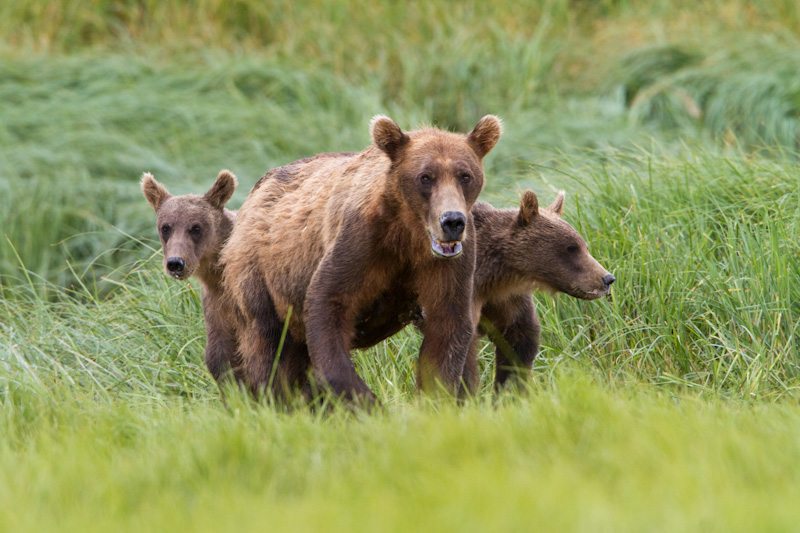 Grizzly Bear Sow And Cubs